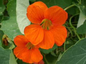 Nasturtium Capers